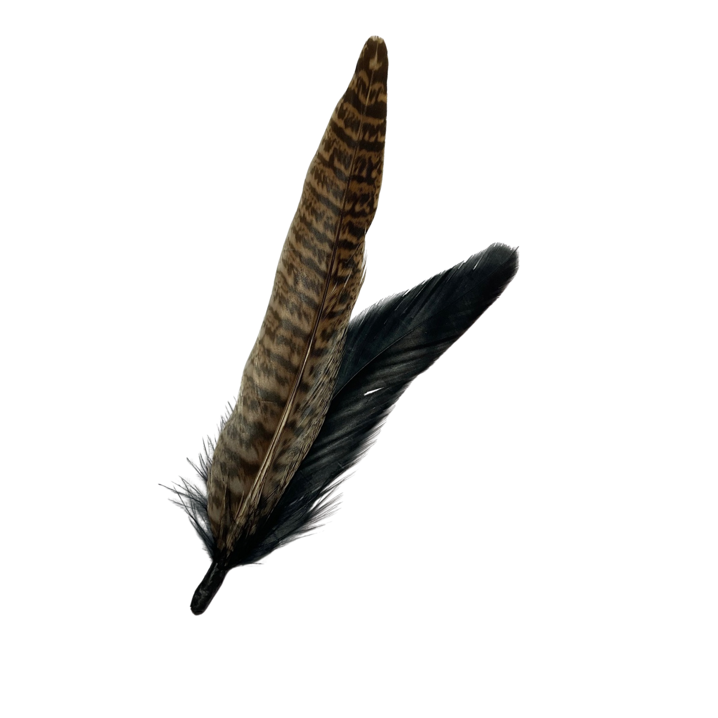 BURFORD Genuine Pheasant Feather Hat Plume (NO CLIP)