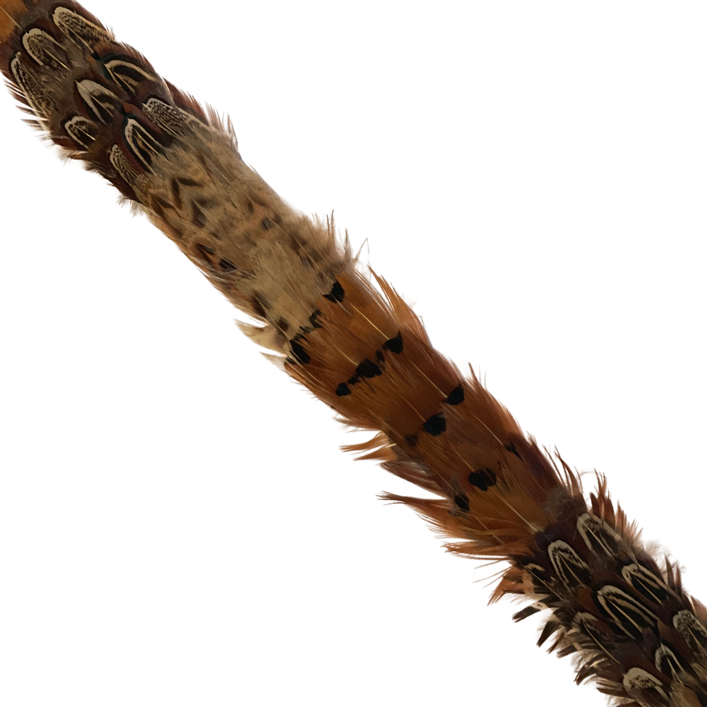 DAWSON Pheasant Feather Hat Band - Fully Adjustable (hat not included)