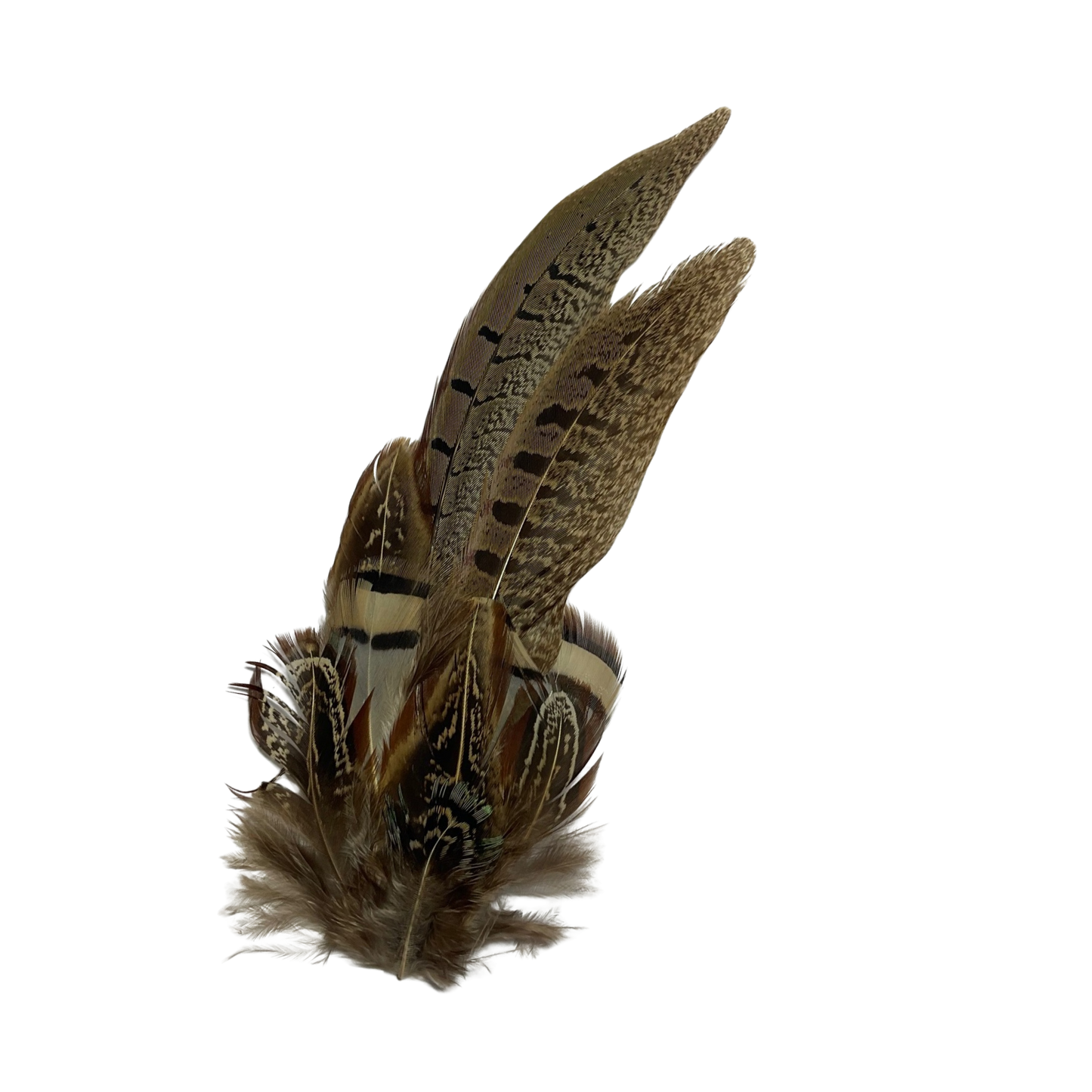 TENBY Genuine Pheasant Feather Hat Plume