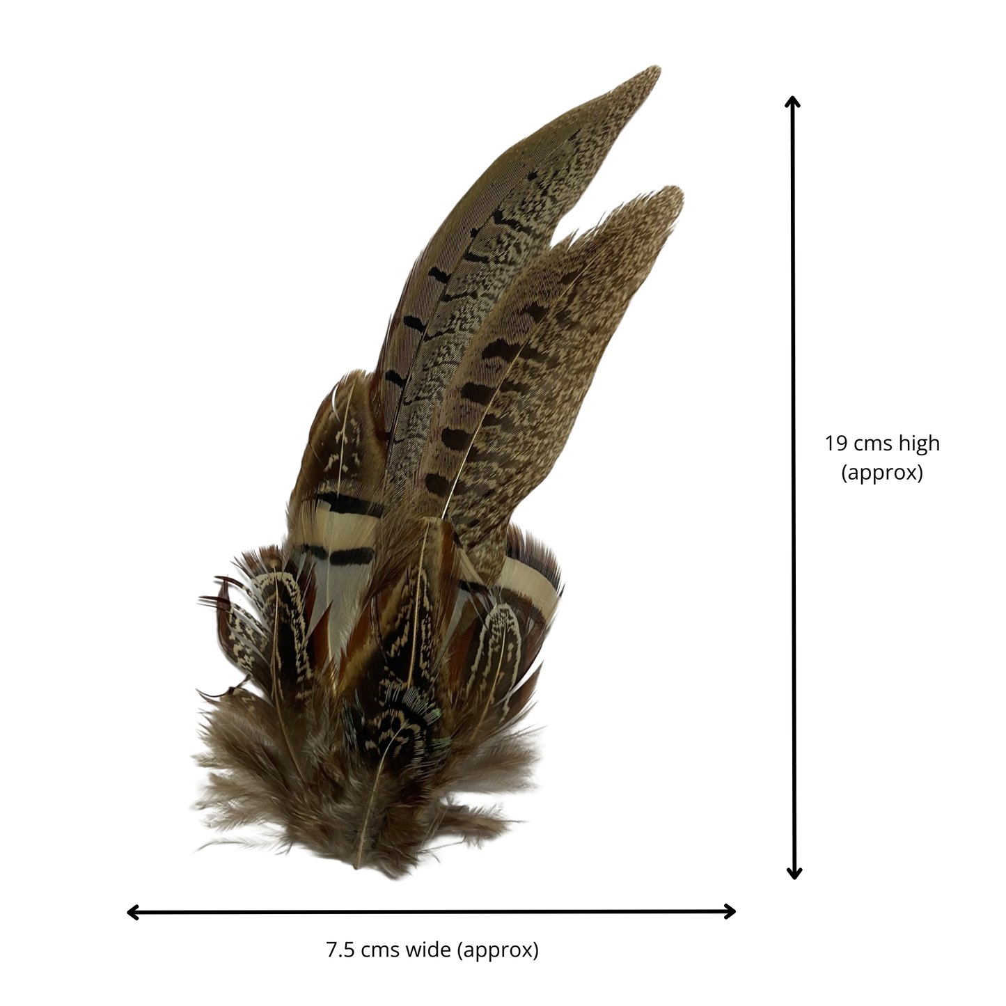 TENBY Genuine Pheasant Feather Hat Plume with Brooch Pin