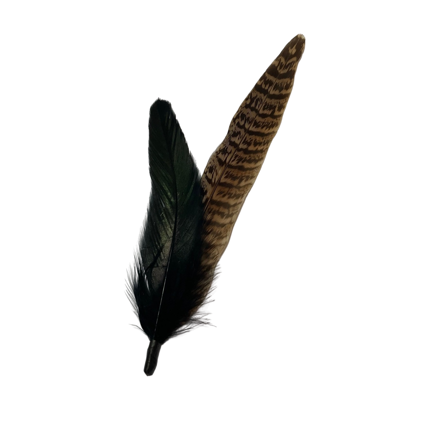 BURFORD Genuine Pheasant Feather Hat Plume (NO CLIP)