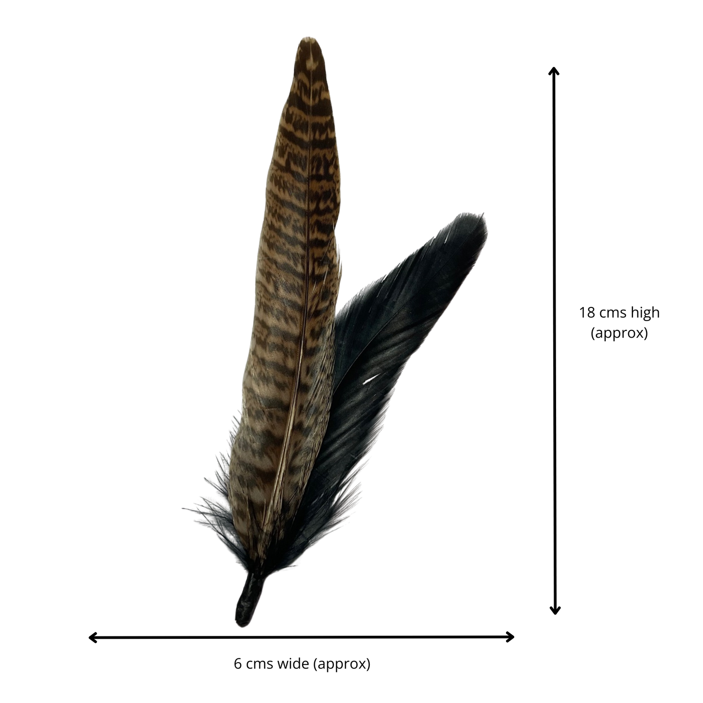 BURFORD Genuine Pheasant Feather Hat Plume (NO CLIP)