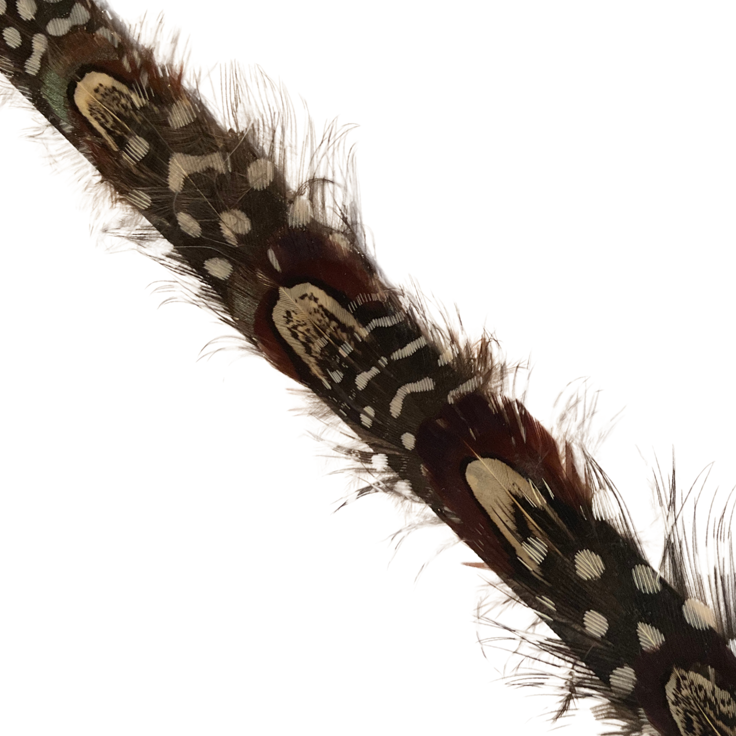 DAWSON Pheasant Feather Hat Band - Fully Adjustable (hat not included)